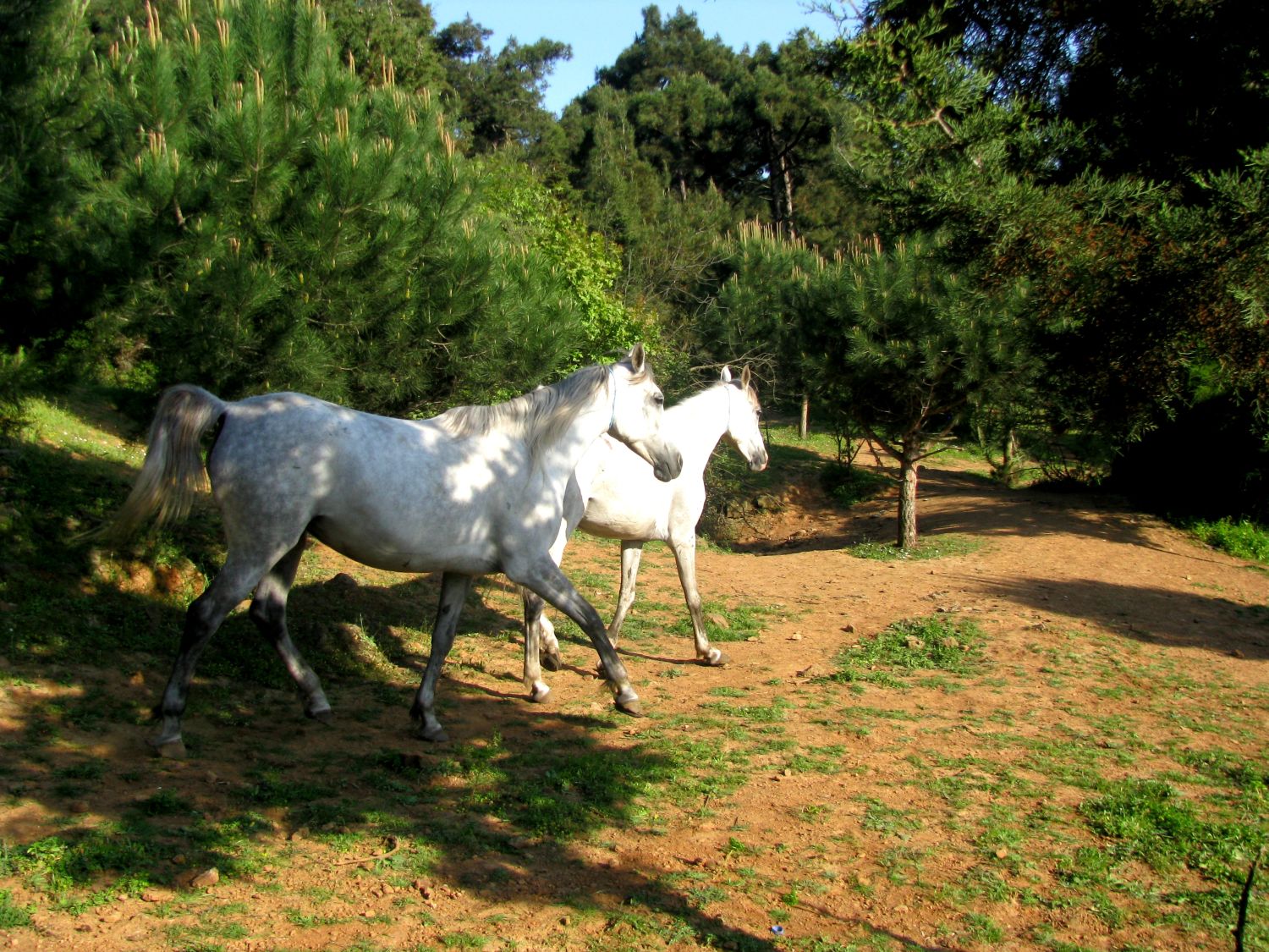 Konie na Büyükada jak smakują tureckie lody