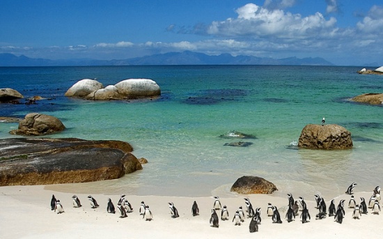 Plaża Boulders Beach