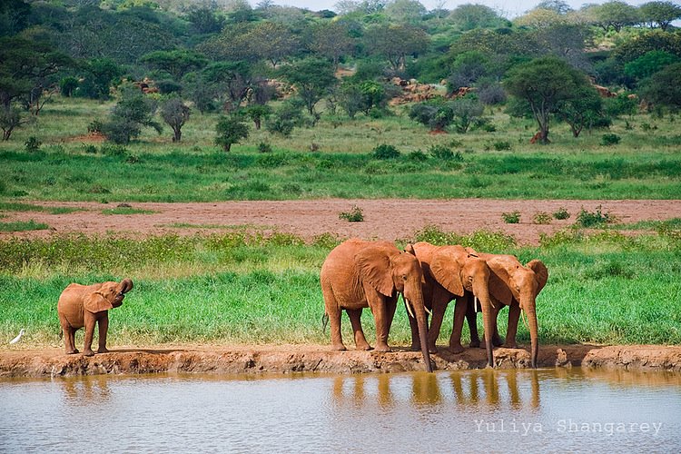 Diani Sea Resort Safari